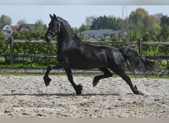 Fries paard, Merrie, 3 Jaar, 163 cm, Zwart