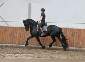 Fries paard, Merrie, 3 Jaar, 163 cm, Zwart