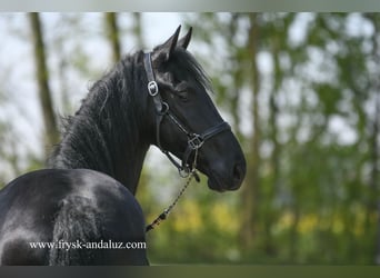 Fries paard, Merrie, 3 Jaar, 163 cm, Zwart