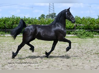 Fries paard, Merrie, 3 Jaar, 163 cm, Zwart