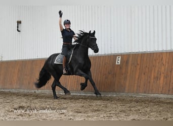 Fries paard, Merrie, 3 Jaar, 163 cm, Zwart