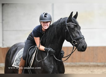 Fries paard, Merrie, 3 Jaar, 163 cm, Zwart