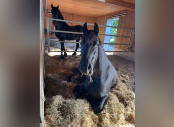 Fries paard, Merrie, 3 Jaar, 163 cm, Zwart