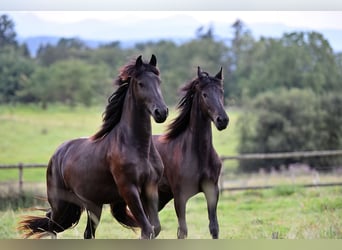 Fries paard, Merrie, 3 Jaar, 163 cm, Zwart