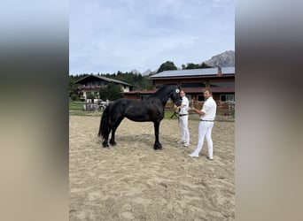 Fries paard, Merrie, 3 Jaar, 163 cm, Zwart