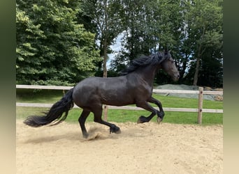 Fries paard, Merrie, 3 Jaar, 163 cm, Zwart