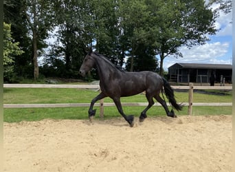 Fries paard, Merrie, 3 Jaar, 163 cm, Zwart