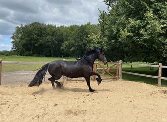 Fries paard, Merrie, 3 Jaar, 163 cm, Zwart