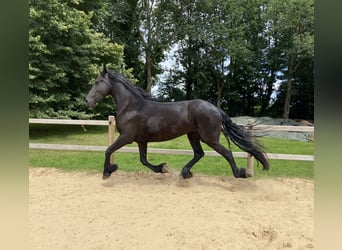 Fries paard, Merrie, 3 Jaar, 163 cm, Zwart