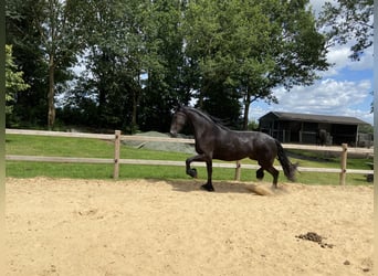 Fries paard, Merrie, 3 Jaar, 163 cm, Zwart