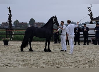 Fries paard, Merrie, 3 Jaar, 163 cm, Zwart