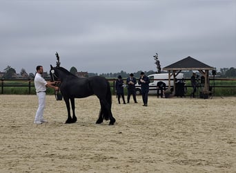 Fries paard, Merrie, 3 Jaar, 163 cm, Zwart