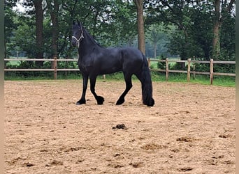 Fries paard, Merrie, 3 Jaar, 163 cm, Zwart