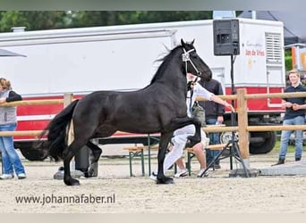 Fries paard, Merrie, 3 Jaar, 163 cm, Zwart