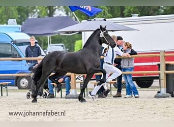 Fries paard, Merrie, 3 Jaar, 163 cm, Zwart