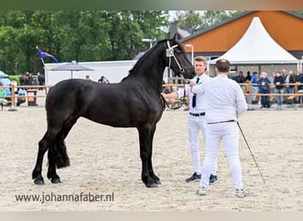 Fries paard, Merrie, 3 Jaar, 163 cm, Zwart