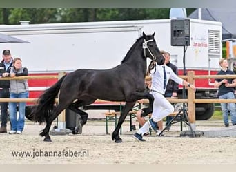 Fries paard, Merrie, 3 Jaar, 163 cm, Zwart