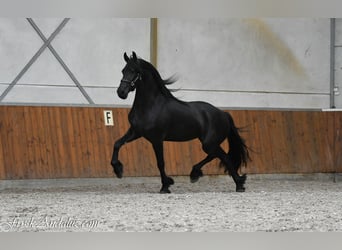 Fries paard, Merrie, 3 Jaar, 163 cm, Zwart