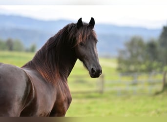 Fries paard, Merrie, 3 Jaar, 165 cm, Zwart