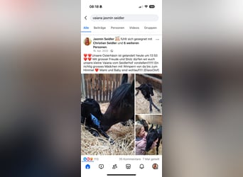 Fries paard, Merrie, 3 Jaar, 165 cm, Zwart