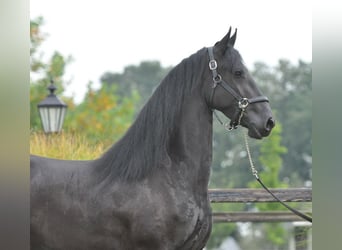 Fries paard, Merrie, 3 Jaar, 165 cm, Zwart