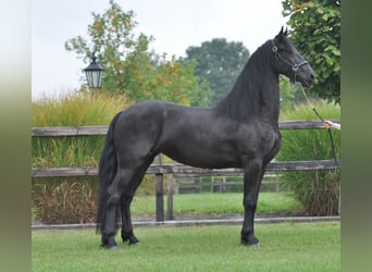 Fries paard, Merrie, 3 Jaar, 165 cm, Zwart