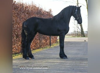 Fries paard, Merrie, 3 Jaar, 165 cm, Zwart