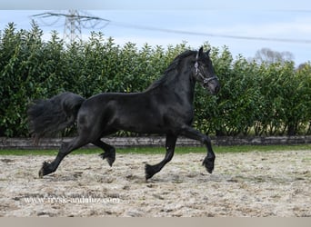 Fries paard, Merrie, 3 Jaar, 165 cm, Zwart