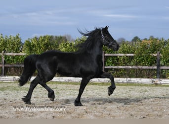 Fries paard, Merrie, 3 Jaar, 165 cm, Zwart