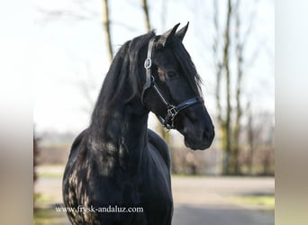 Fries paard, Merrie, 3 Jaar, 165 cm, Zwart