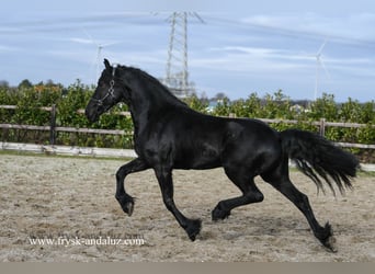 Fries paard, Merrie, 3 Jaar, 165 cm, Zwart