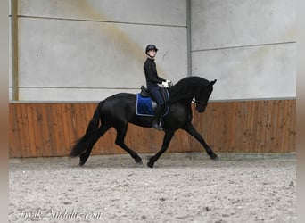 Fries paard, Merrie, 3 Jaar, 166 cm, Zwart