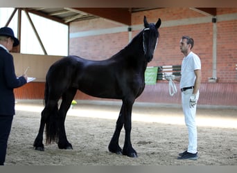 Fries paard, Merrie, 3 Jaar, 167 cm, Zwart