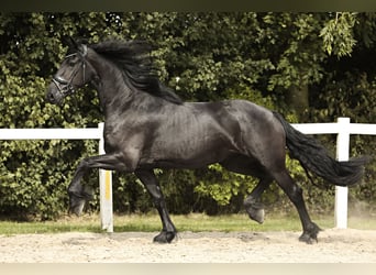 Fries paard, Merrie, 3 Jaar, 168 cm, Zwart