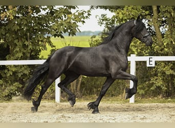 Fries paard, Merrie, 3 Jaar, 168 cm, Zwart