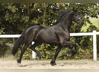 Fries paard, Merrie, 3 Jaar, 168 cm, Zwart