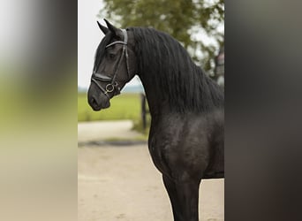 Fries paard, Merrie, 3 Jaar, 168 cm, Zwart