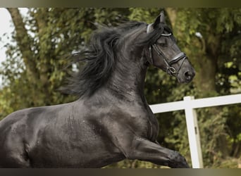 Fries paard, Merrie, 3 Jaar, 168 cm, Zwart