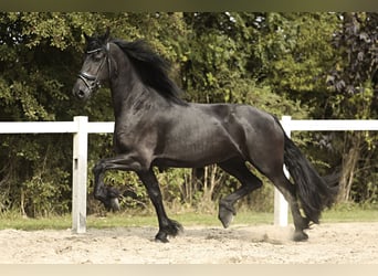 Fries paard, Merrie, 3 Jaar, 168 cm, Zwart