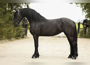 Fries paard, Merrie, 3 Jaar, 168 cm, Zwart