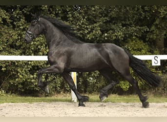 Fries paard, Merrie, 3 Jaar, 168 cm, Zwart