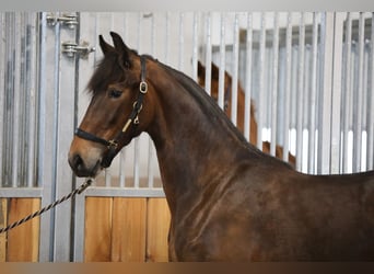 Fries paard Mix, Merrie, 3 Jaar, 171 cm, Donkerbruin