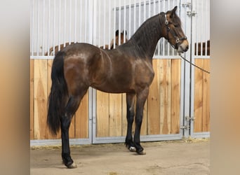 Fries paard Mix, Merrie, 3 Jaar, 171 cm, Donkerbruin