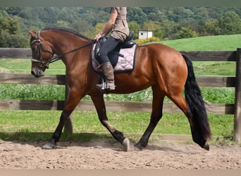 Fries paard Mix, Merrie, 3 Jaar, Roodbruin