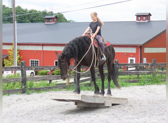 Fries paard, Merrie, 3 Jaar, Zwart