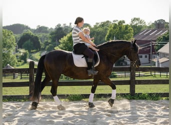 Fries paard, Merrie, 3 Jaar, Zwart
