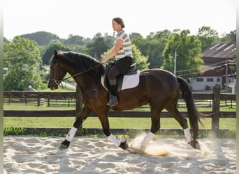 Fries paard, Merrie, 3 Jaar, Zwart