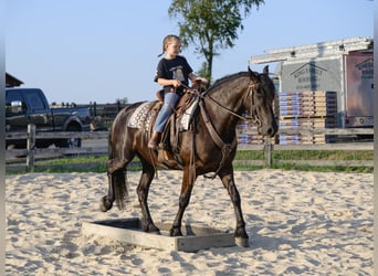 Fries paard, Merrie, 3 Jaar, Zwart