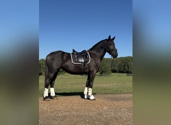 Fries paard, Merrie, 3 Jaar, Zwart