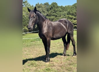 Fries paard, Merrie, 3 Jaar, Zwart